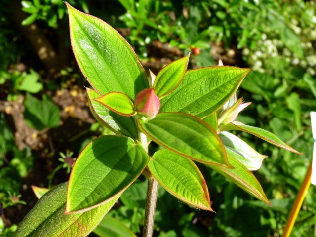 Tibouchina urvillaeana feuille